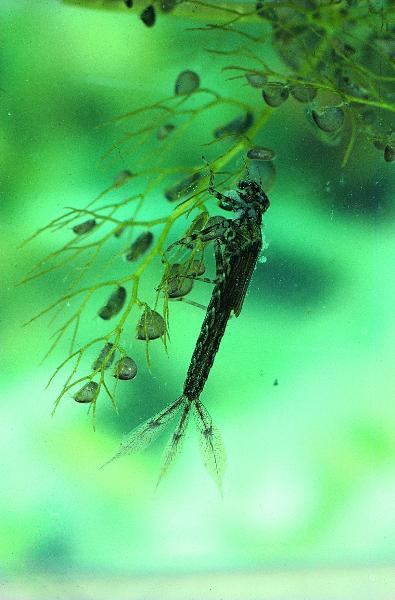 Photo of Ischnura cervula by Robert A. Cannings